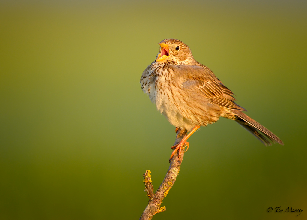 Calling Corn Bunting 2012_2